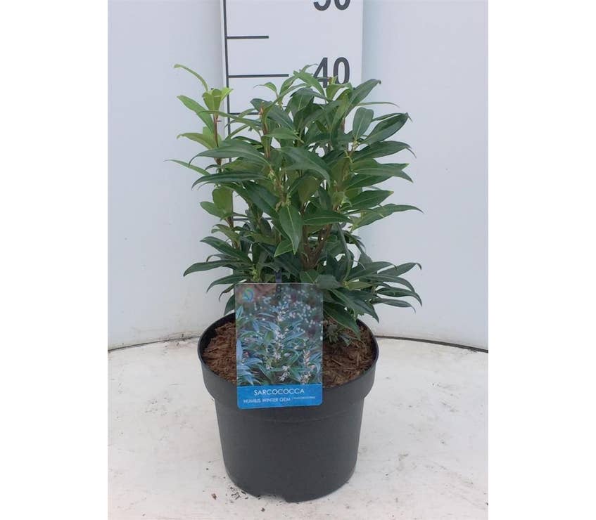 Sarcococca hoo. 'Winter Gem'