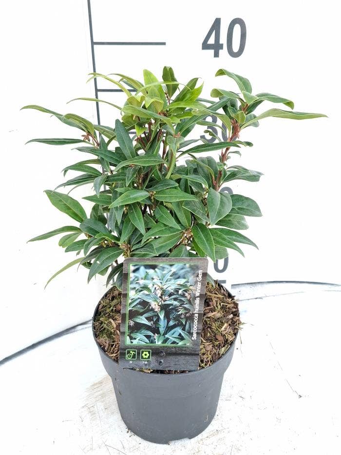 Sarcococca hoo. 'Winter Gem'