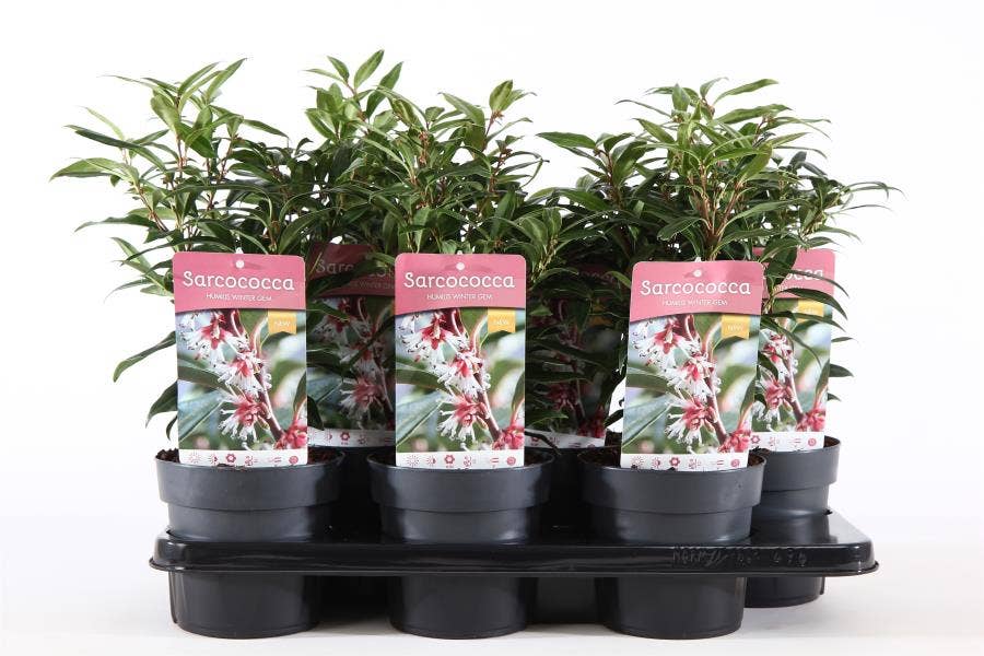 Sarcococca hum. 'Winter Gem'