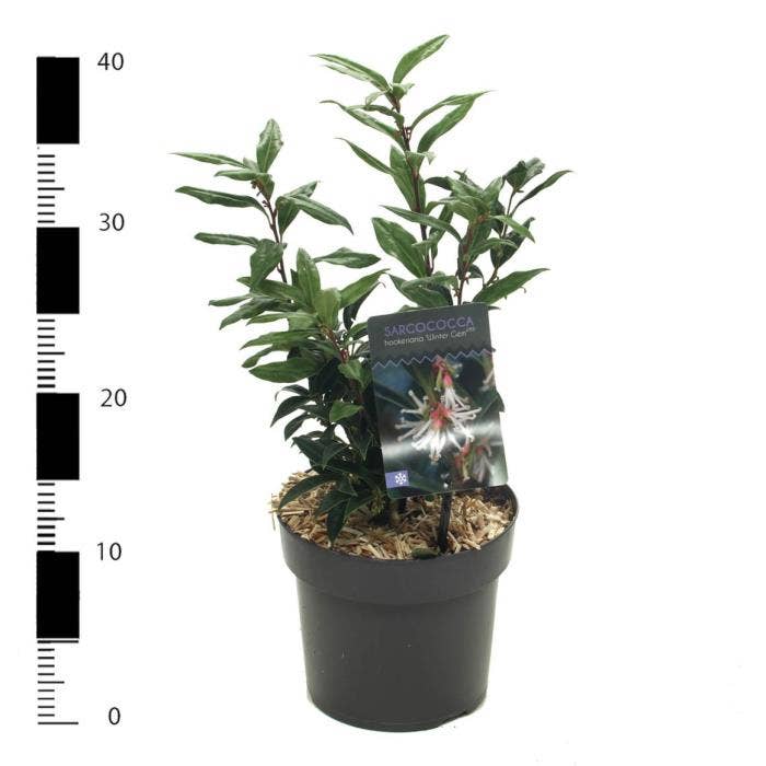 Sarcococca hum. 'Winter Gem'