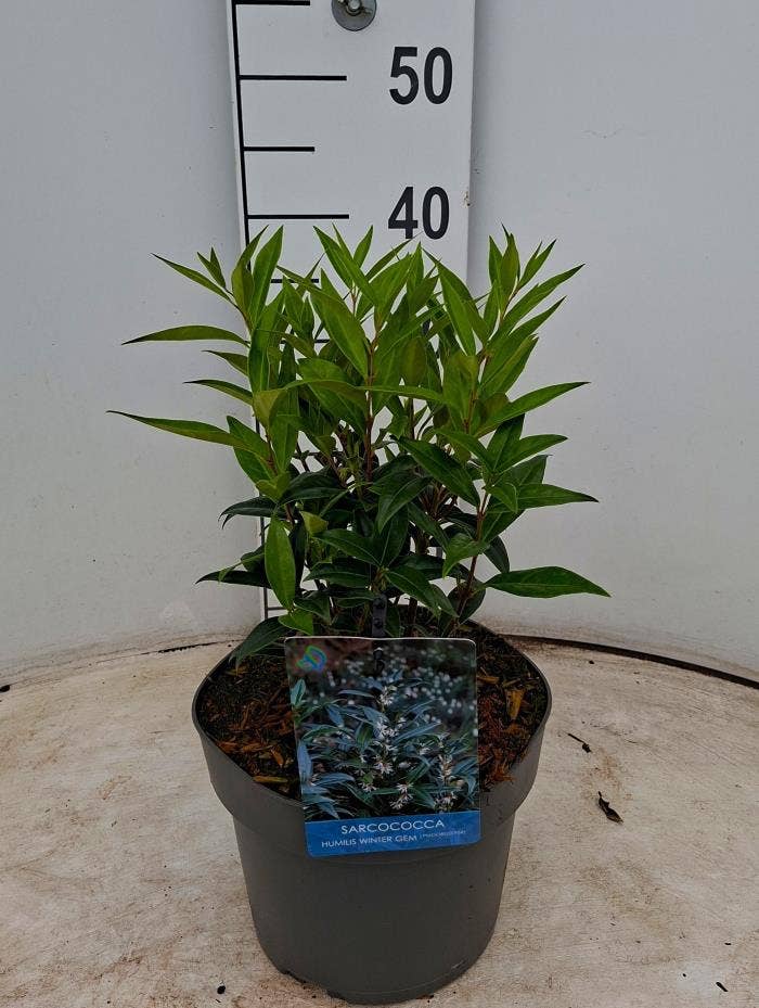 Sarcococca hum. 'Winter Gem'