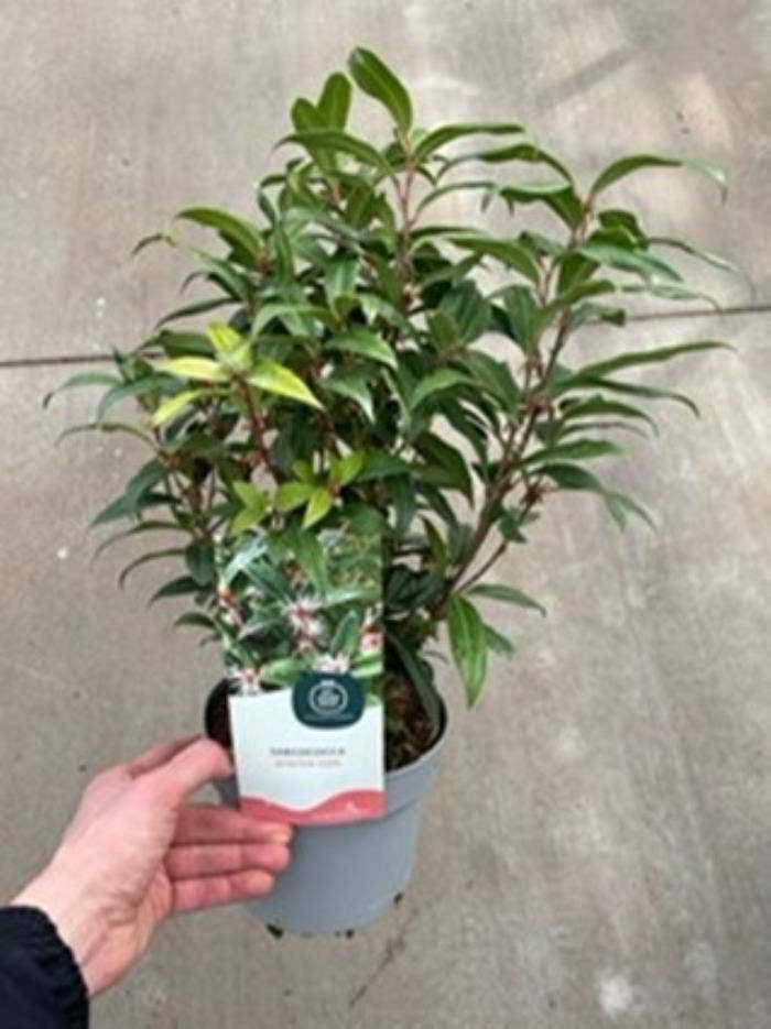 Sarcococca 'Winter Gem'