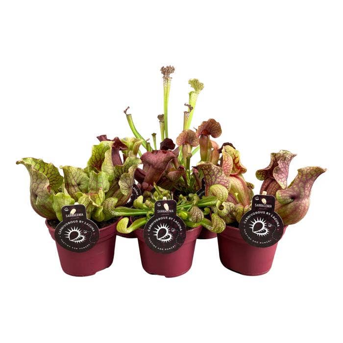 Sarracenia (premium)