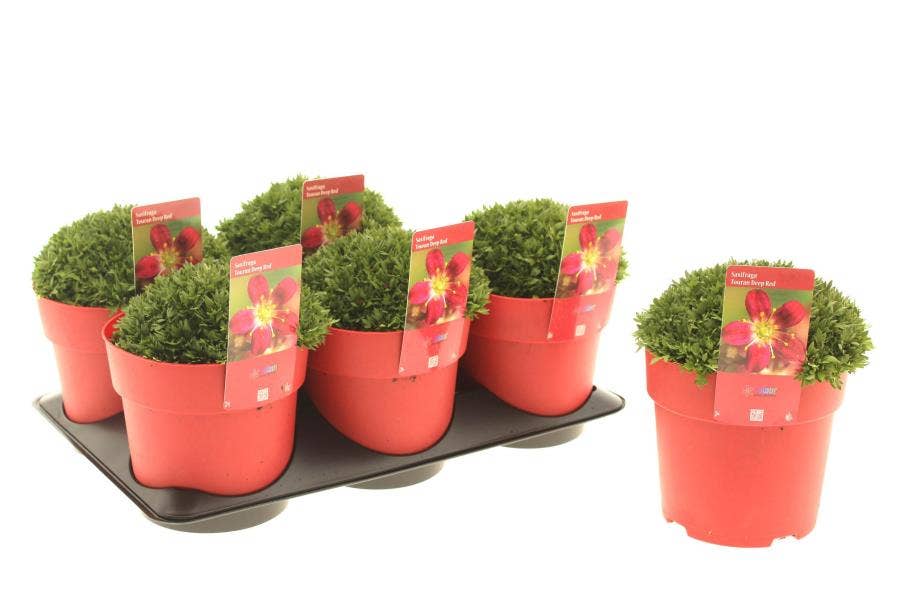 Saxifraga are. 'Touran Scarlet'