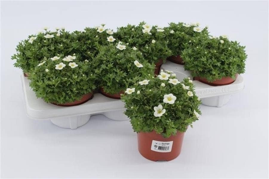 Saxifraga are. 'Touran White'