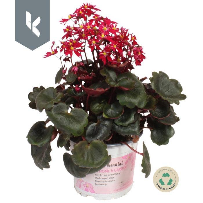 Saxifraga cor. 'Dancing Pixies' Tally