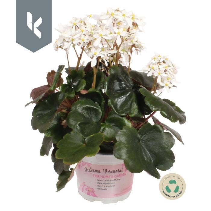 Saxifraga cor. 'Dancing Pixies' Thea