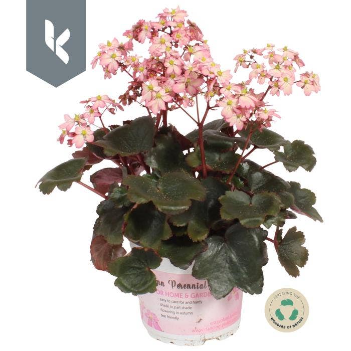 Saxifraga cor. 'Dancing Pixies' Thilda