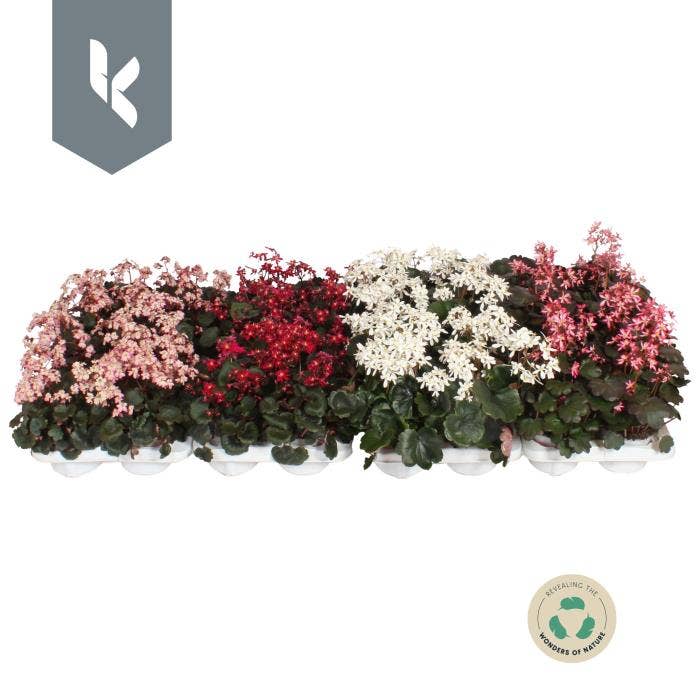Saxifraga cor. 'Dancing Pixies'
