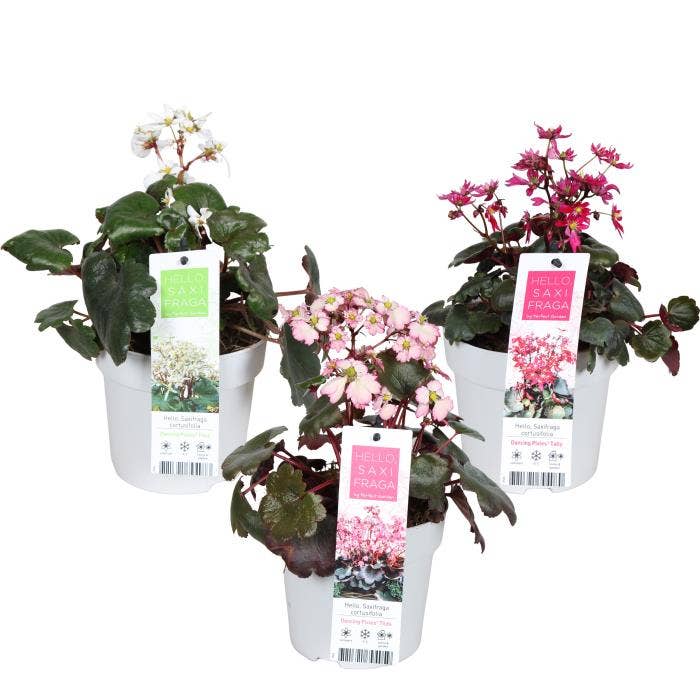 Saxifraga Dancing Pixies