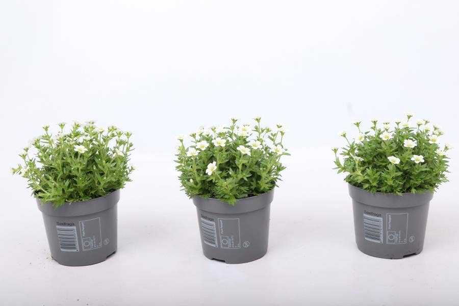 Saxifraga Ice Colours Pearl White