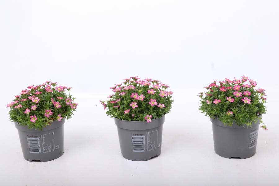 Saxifraga Ice Colours Red