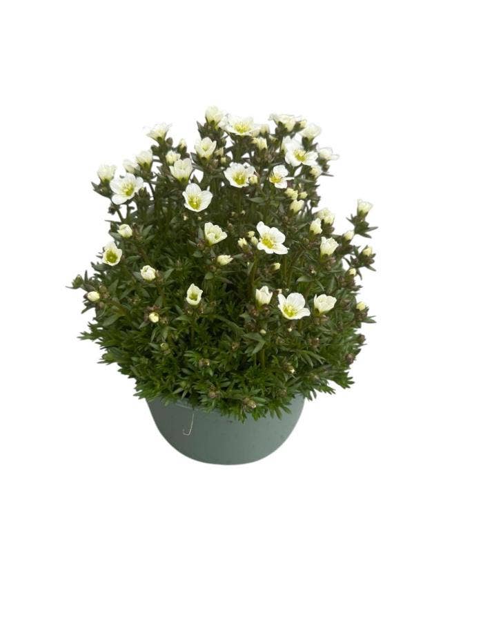 Saxifraga White