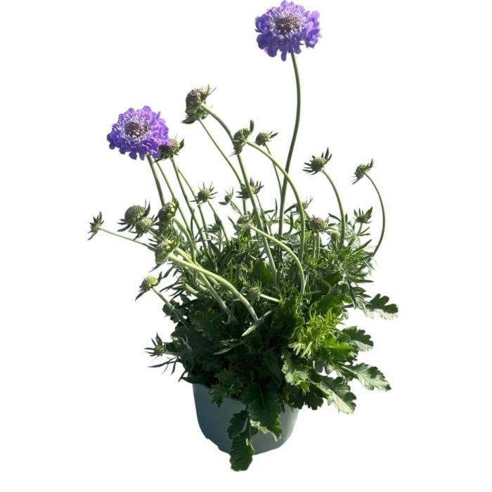 Scabiosa 'Mariposa Blue'