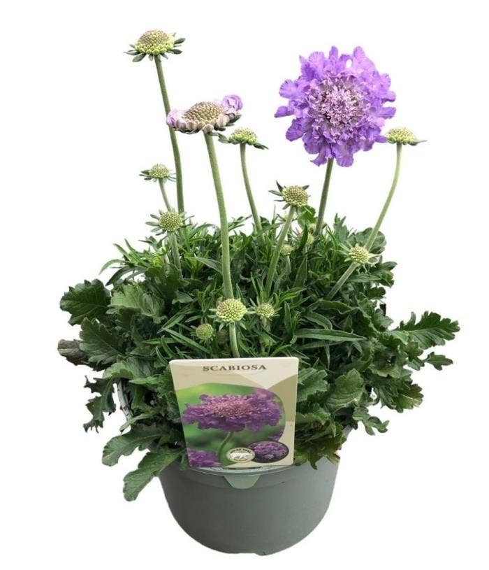 Scabiosa 'Mariposa Blue'
