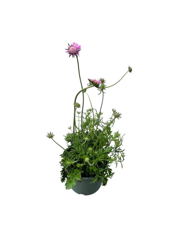 Scabiosa 'Pink Mist'