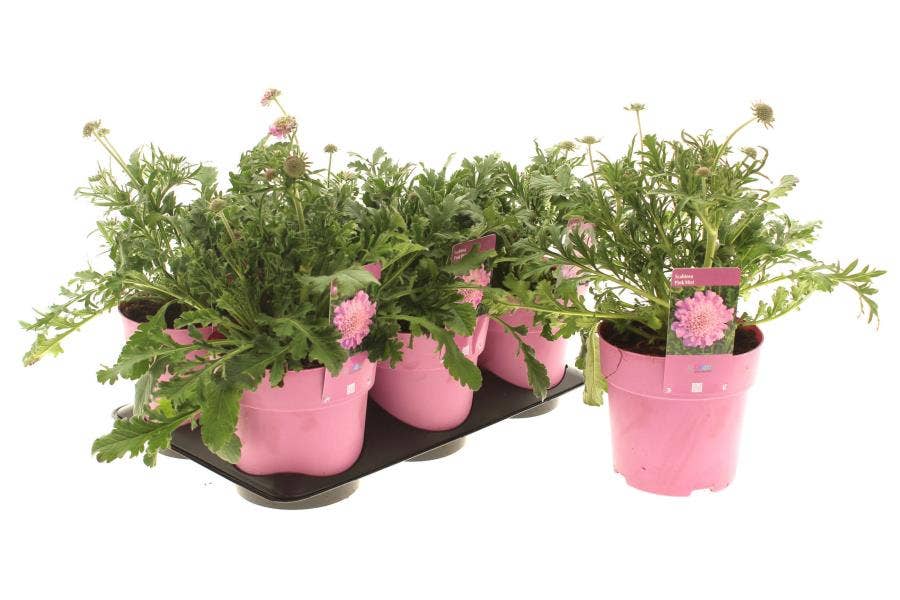 Scabiosa 'Pink Mist'