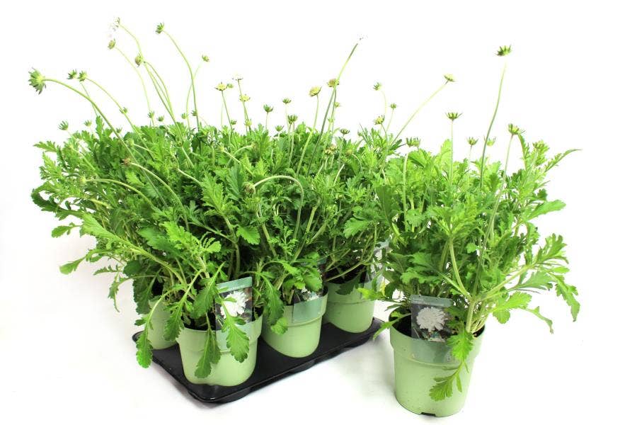 Scabiosa 'Pure White'