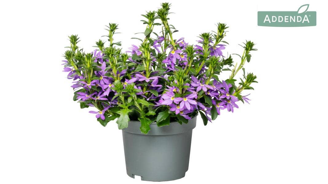 Scaevola Blue