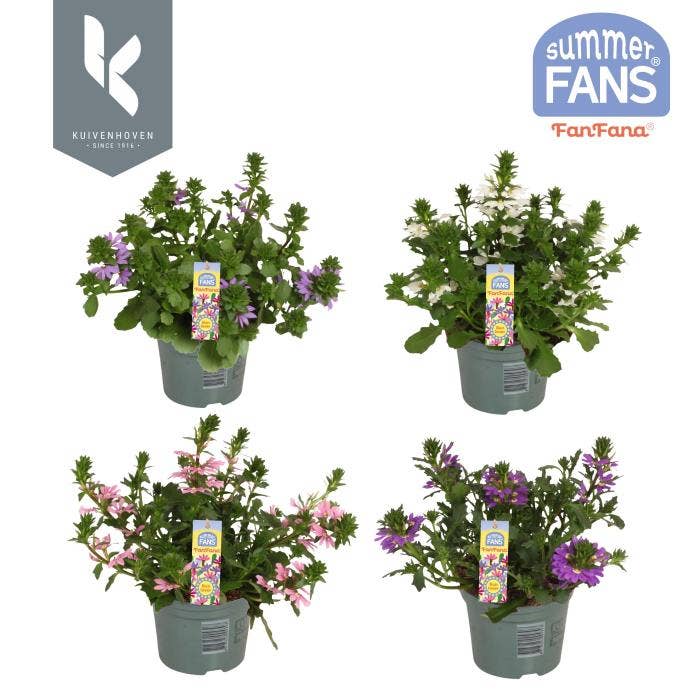 Scaevola Fanfana®