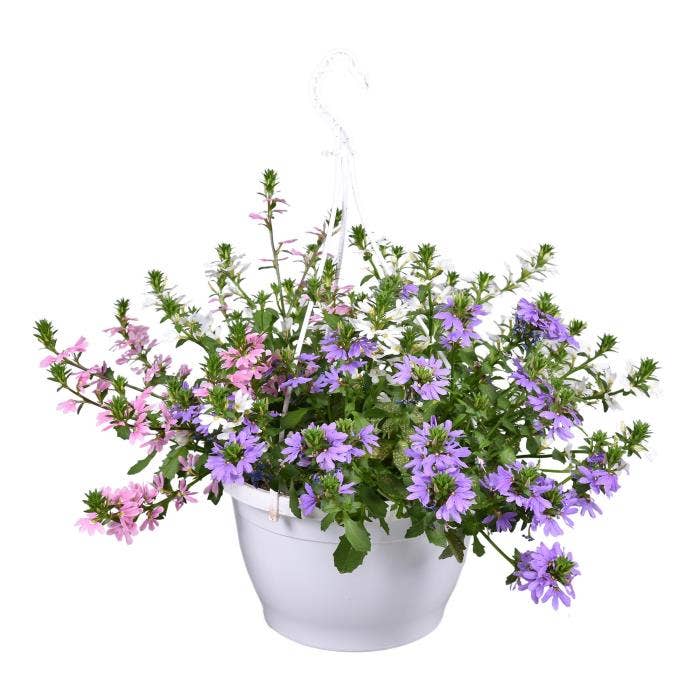 Scaevola hanging