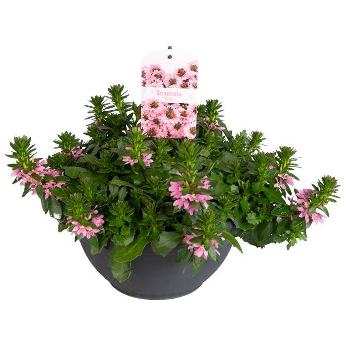 Scaevola Pink