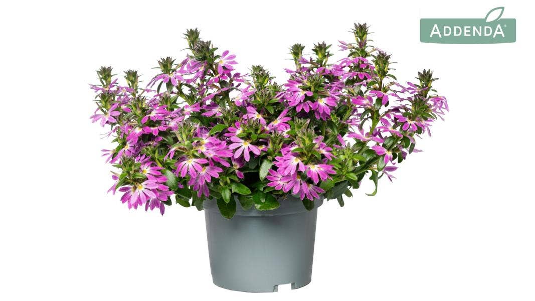 Scaevola Pink