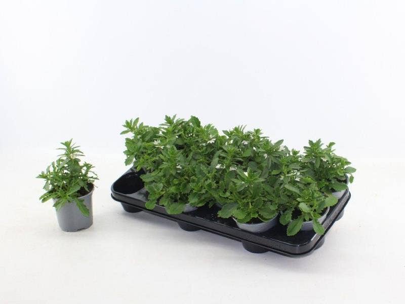 Scaevola white touch