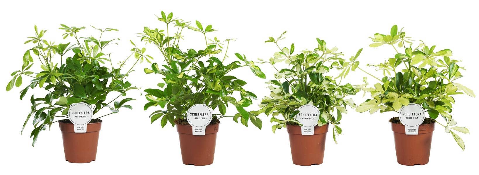 Schefflera arb. branched