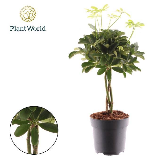 Schefflera arb. Compacta