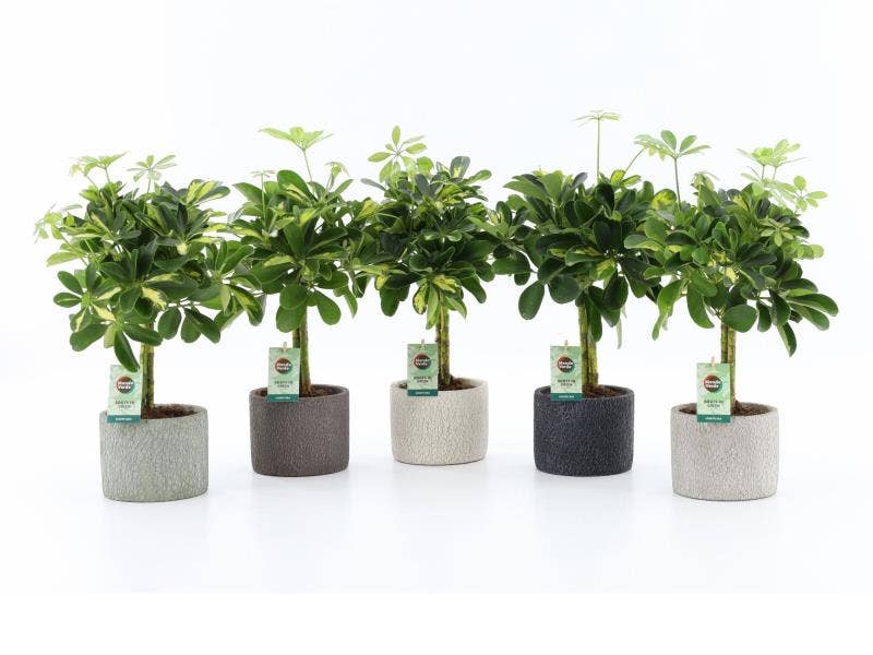 Schefflera arb. Gold Capella in Classic Stone