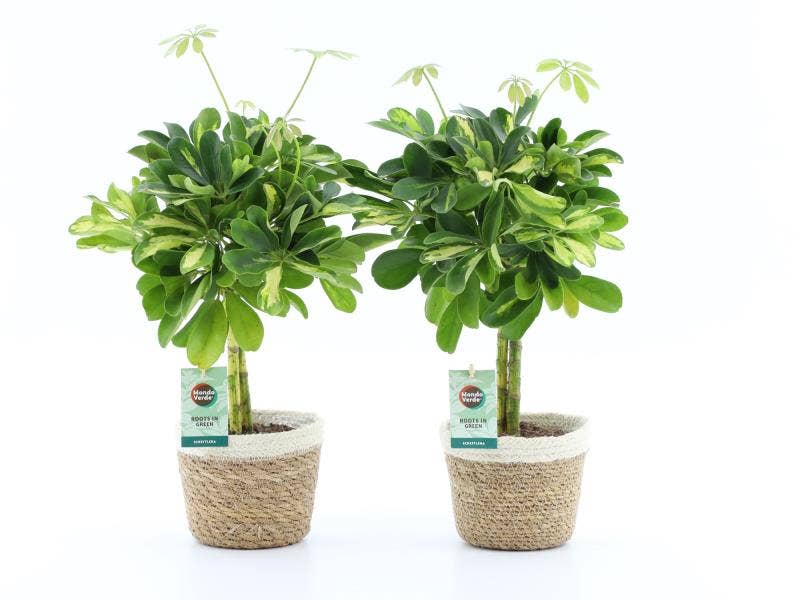 Schefflera arb. Gold Capella in Noah