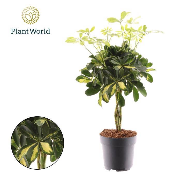 Schefflera arb. Gold Capella