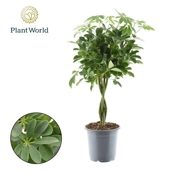 Schefflera arb. Nora