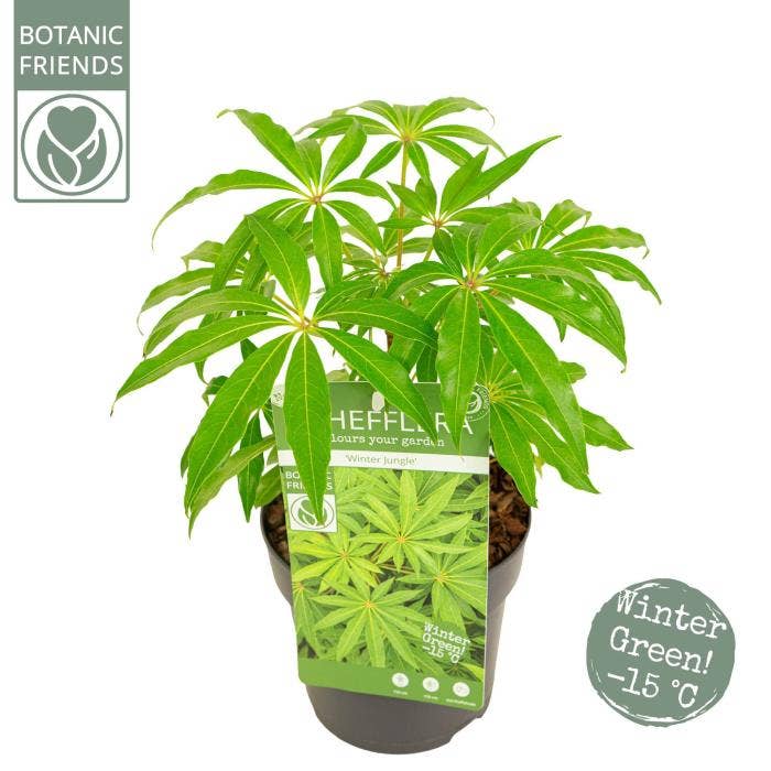 Schefflera 'Winter Jungle'