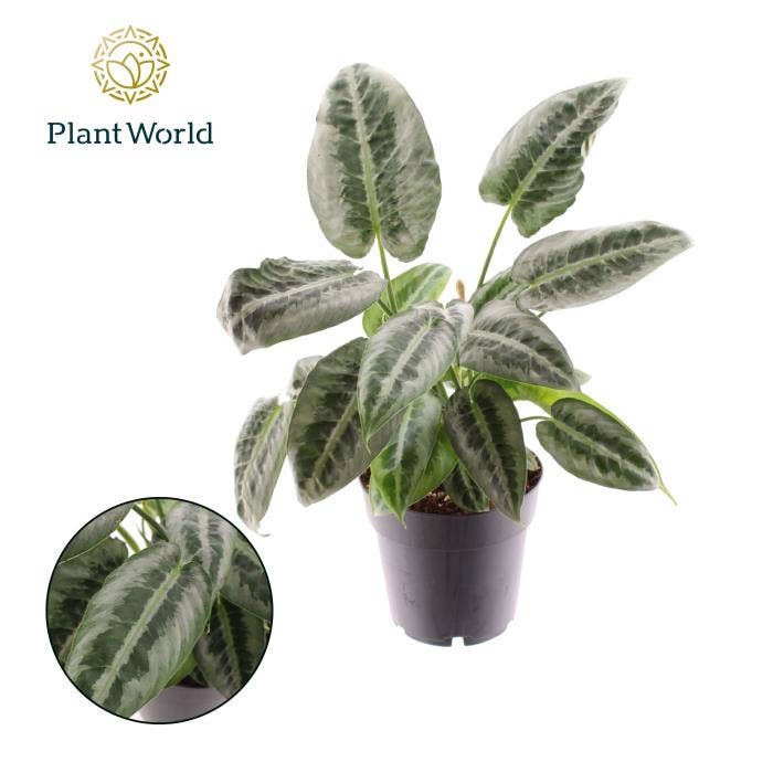 Schismatoglottus Mottleyana