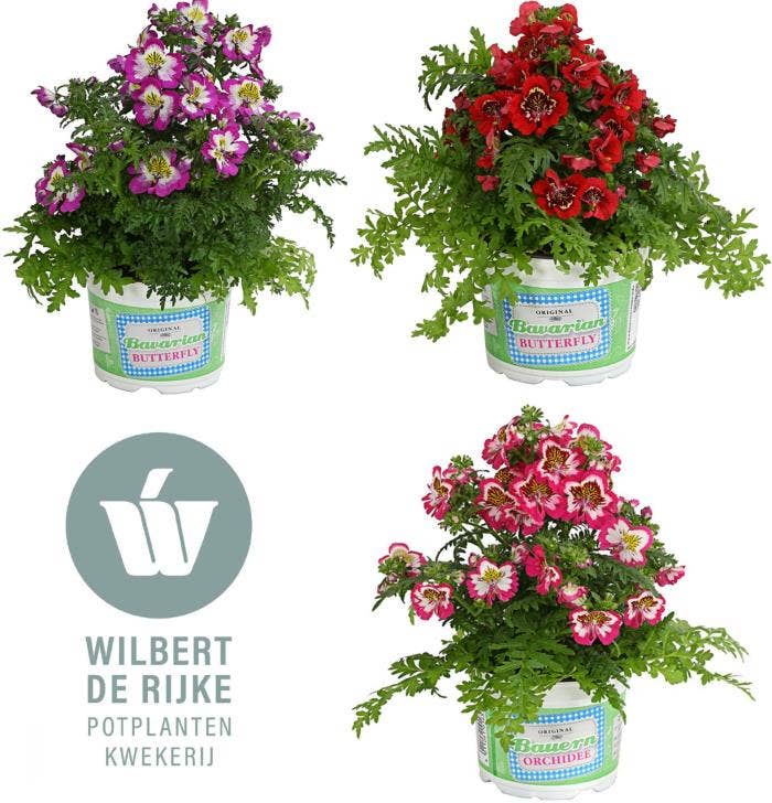 Schizanthus Atlantis