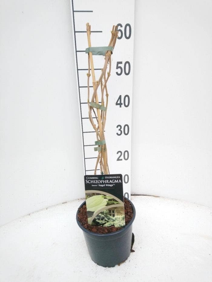 Schizophragma faurii Angel Wings