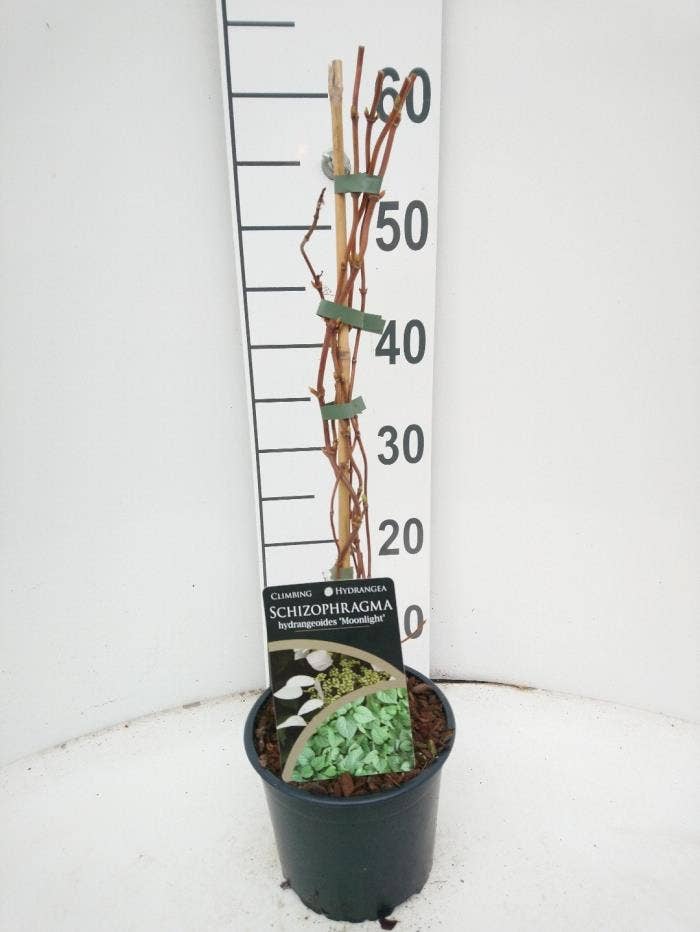 Schizophragma hydr. Moonlight