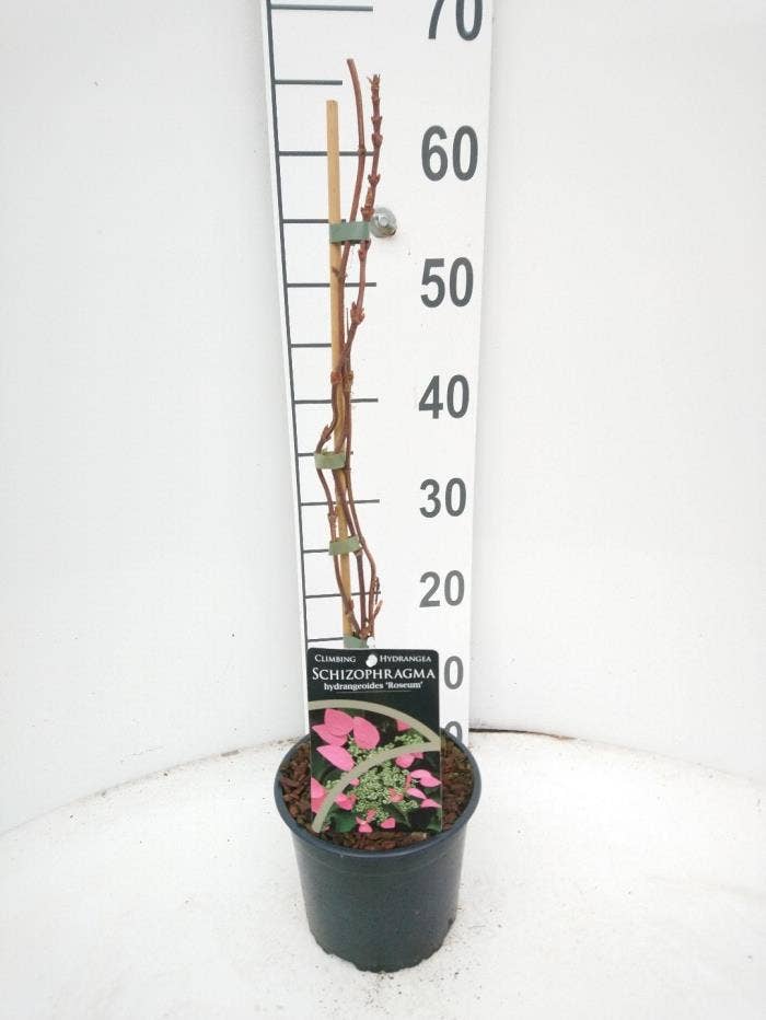 Schizophragma hydr. Roseum