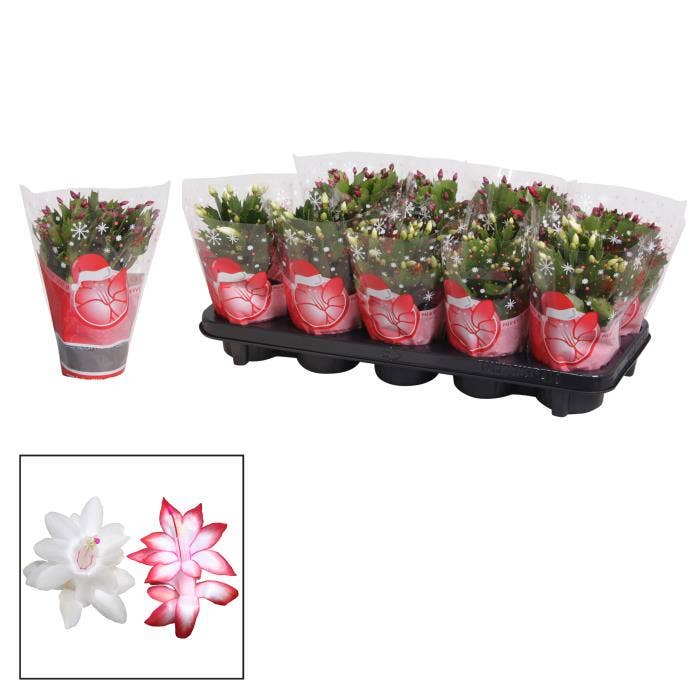 Schlumbergera Christmas Red/White 