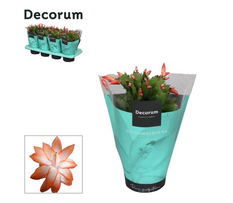 Schlumbergera Orange