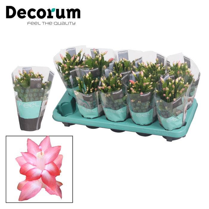 Schlumbergera Pink