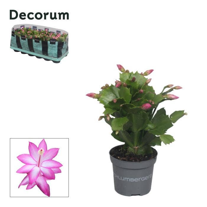 Schlumbergera Purple