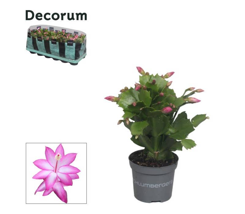 Schlumbergera Purple