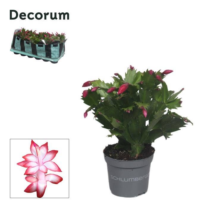 Schlumbergera Red