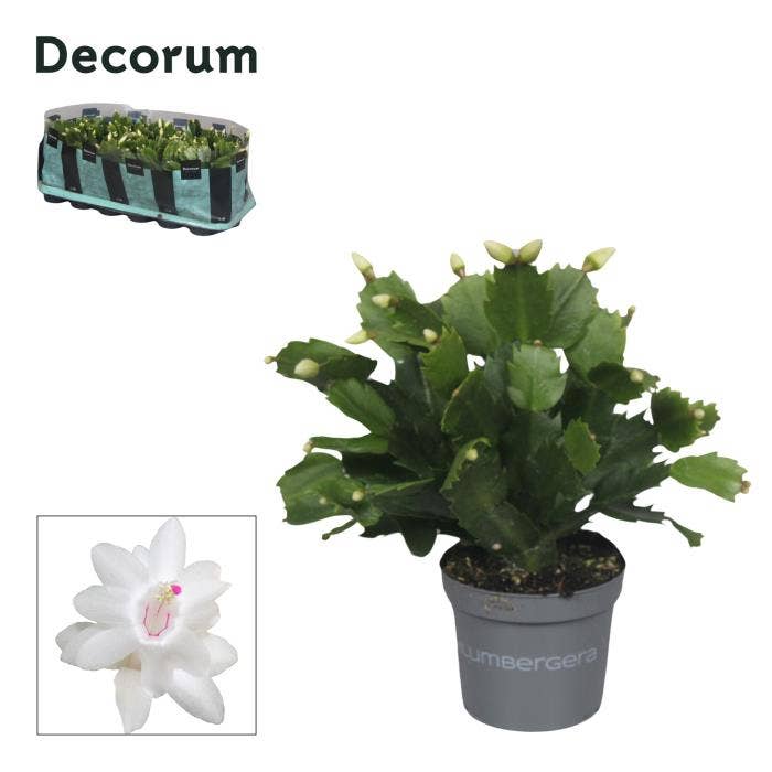 Schlumbergera White