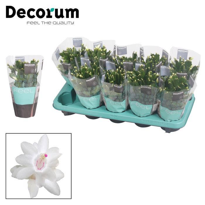 Schlumbergera White
