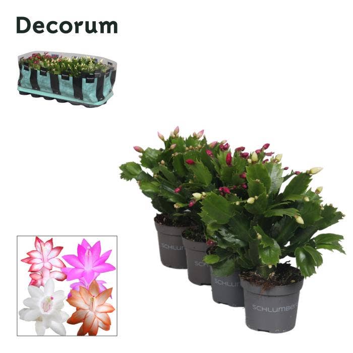 Schlumbergera