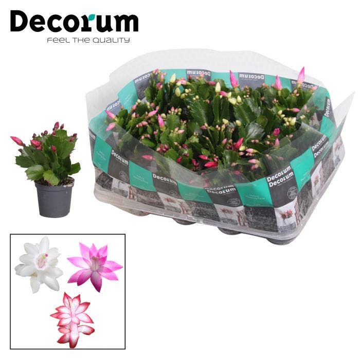 Schlumbergera